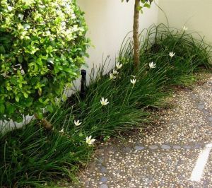 Sternbergia candida, a flowering bulb