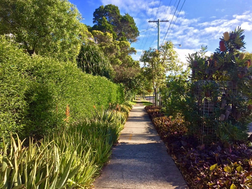 Bellis nature strip, Brisbane: producing pollen, nectar, food and medicine