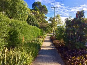 Bellis nature strip, Brisbane: producing pollen, nectar, food and medicine