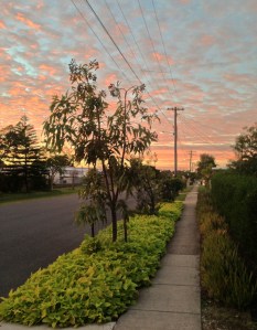 Bellis nature strip, Brisbane: producing pollen, nectar, food and medicine