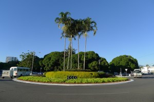 Good choice: Golden sweetpotato 'Marguerite', Cairns
