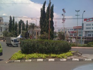 Good choice: Golden sweetpotato 'Marguerite', Surabaya, Indonesia