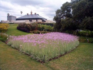 Good choice: Variegated Society Garlic, Royal Botanic Gardens, Sydney