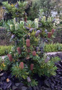 Phosphorous test using Wallum Banksia, Banksia aemula, at Bellis nature strip