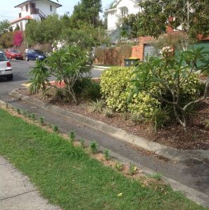 Annuals and fragrant frangipani: "Starting small to avoid retribution".