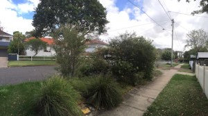 Footpath gardens are great places for growing native plants.