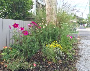 "Vandal-proof but pretty" - a subtropical cottage verge planted by Paula and her grand daughter.