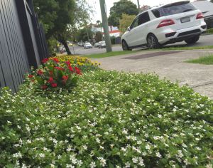"Simple and elegant" - Bee-attracting , white-flowered Bacopa