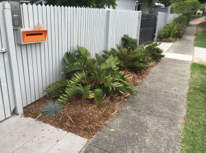Zamia furfuracea (cycad) and Festuca glauca (grass). Some grow what they see Brisbane City Council planting in its own verge gardens