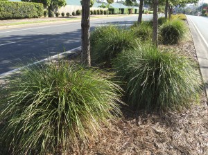Brisbane City Council uses a range of native plants in its verge gardens. Lomandra 'Tanika' is an excellent choice.