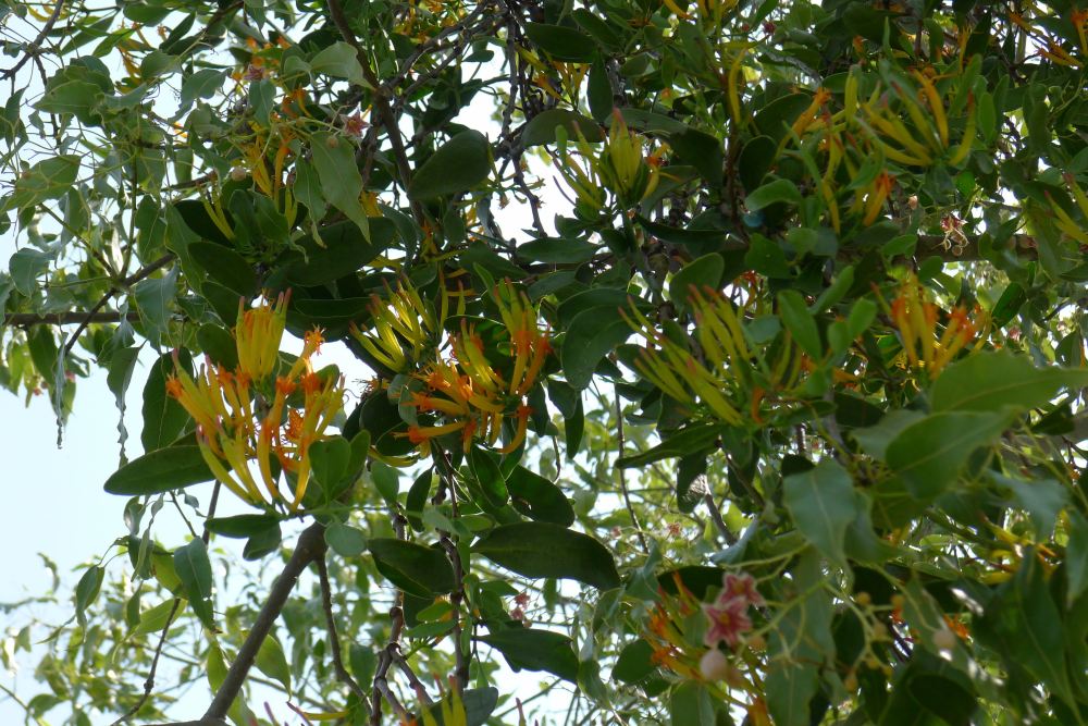 Orange mistletoe, Dendropthoe glabrescens
