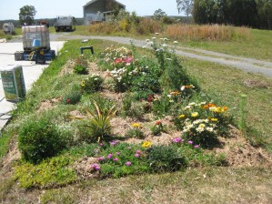 Competition from NSW from Stephen H, a confirmed public gardener