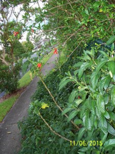 Safe and productive: Pepino carpet forms Lissa's ultimate 'soft fall'