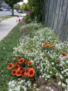 Mr Loveday's footpath garden