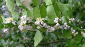 Kaffir lime, Citrus hystrix