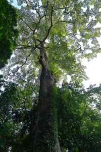 Primary Rainforest, Singapore