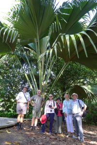 Double Coconut, Lodoicea maldavica