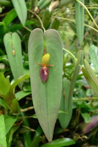 quirky orchids: Pleurothallis ascera