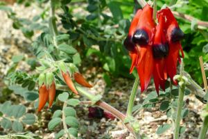 Sturt's desert pea, Swainsona formosus