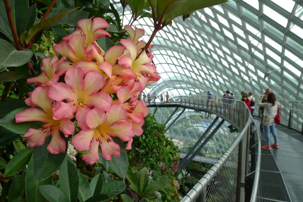 Vireya, Cloud Forest