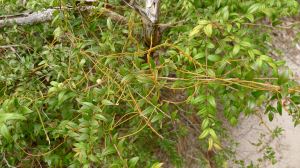 Cassytha, an obligate parasite