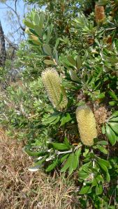 Coast Banksia, B. integrifolia, a perfect garden tree