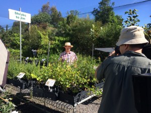 Coolum Native Nursery grows Wallum species