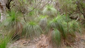 Grasstree, Xanthorrhoea australis, grow best raised from seed. Good for pots.