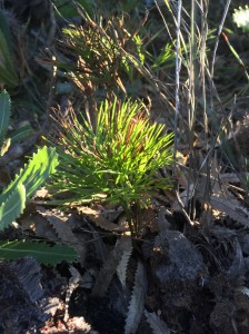 Unfertile fronds of Comb Fern, Schizaea bifida