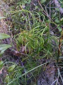 Caustis recurvata, a sedge
