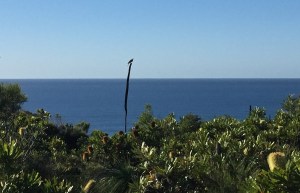Wattlebird, Noosa National Park