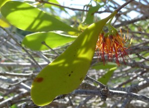 Amyema congener, a semi-parasite