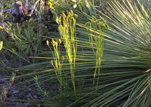 Comb ferns are hard to cultivate. Like many heathland oddities, they depend on mycorrhizal fungi.