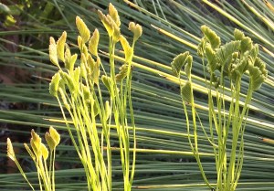 Fertile fronds of Comb fern Schizaea bifida.