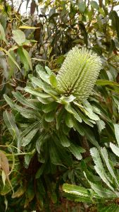 Wallum Banksia, B. aemula