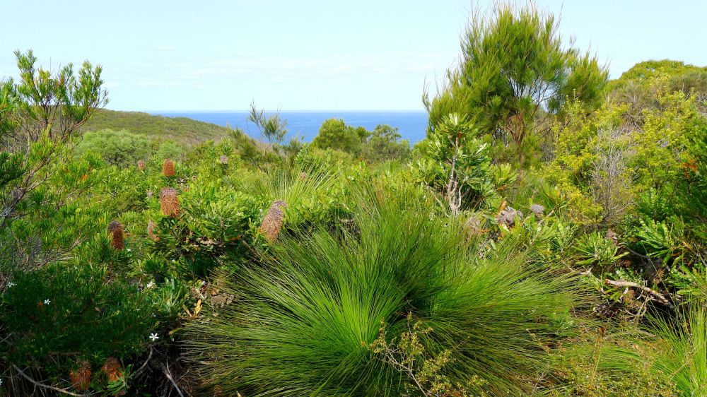Wallum Heath, Noosa National Park