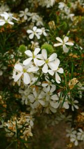 Wedding bush, Ricinocarpus velutinus