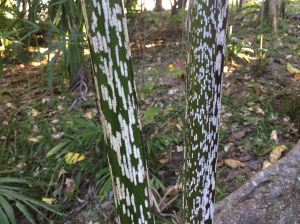 Picture of health: Mealybug palm (Dypsis mananjarensis) from Madagascar with its patterned stems