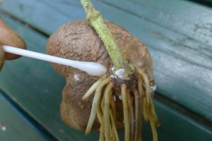 Using methylated spirits to kill mealybug in yam tuber