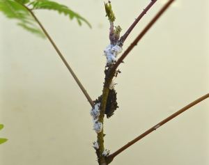 Mealybug, Sp Unknown, Pseudococcidae family/ farmed by Pavement ant, Tetramorium sp