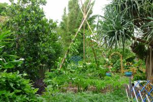Khoai mỡ, aka African yam on wigwam sheltering Nưa chuông/ Elephant Foot Yam
