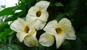 Gấc, aka Teasel gourd, Momordica cochinchinensis