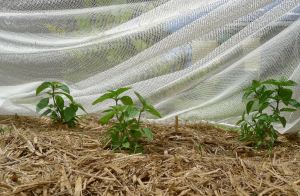 Húng quế/ Thai Basil, Ocimum basilicum var. thyrsiflora
