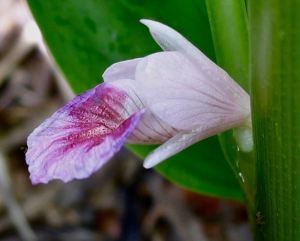 Gốc ngón tay, Boesenbergia rotunda