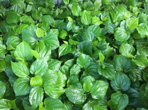 Lá lốt, Piper sarmentosum