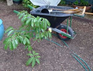 Mang cau xiem, soursop, Annona muricata 
