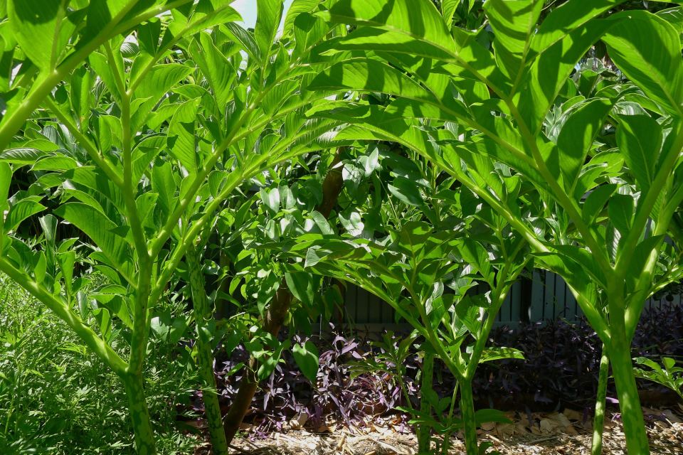 Nưa chuông/ Elephant Foot Yam, Amorphophallus paeoniifolius