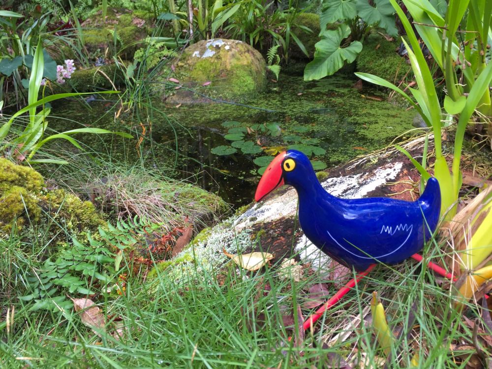 Pukeko, Porphyrio porphyrio, New Zealand