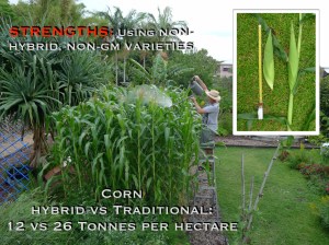 Triple your harvest with NSW-bred 19th century non-hybrid corn