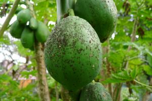black spot disease (Asperisporium caricae) on pawpaw